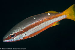 BD-110314-Puerto-Galera-3538-Lutjanus-biguttatus-(Valenciennes.-1830)-[Two-spot-banded-snapper].jpg